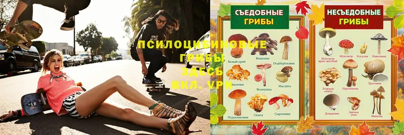 OMG зеркало  Соликамск  Псилоцибиновые грибы Psilocybe 